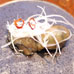 Oil Oyster