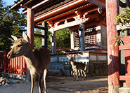 Miyama-jinja