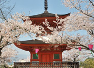 Sakura trees around Tahoto