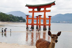 Biche devant le Torii
