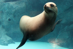 宫岛水族馆