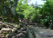 马醉木步道