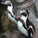 宫岛水族馆