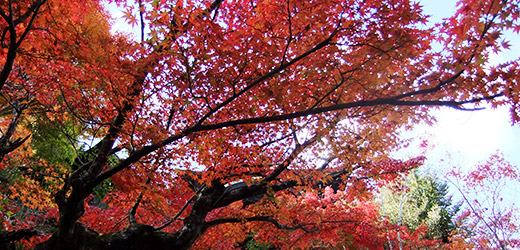 紅葉