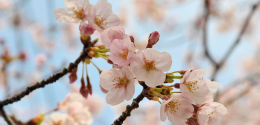 櫻花