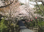 樹鶯步道